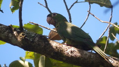 Psittacara leucophthalmus