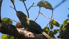 Psittacara leucophthalmus