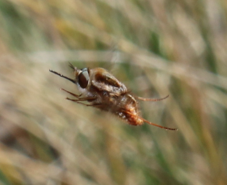 Sisyromyia thomsoni