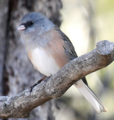 Junco hyemalis mearnsi