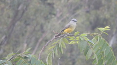 Tyrannus melancholicus