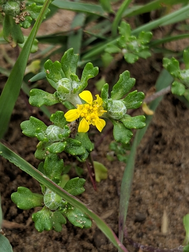 Eriophyllum multicaule (DC.) A.Gray