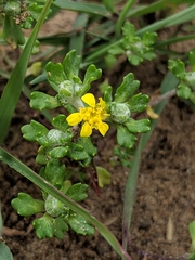 Eriophyllum multicaule