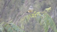 Tyrannus melancholicus