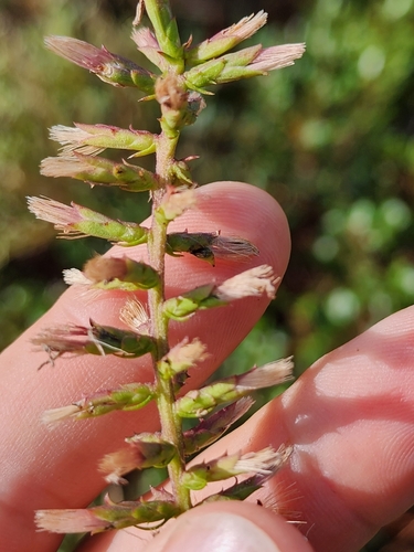 Image of Liatris provincialis by (c) Scott Allen Davis, some rights reserved (CC BY)
