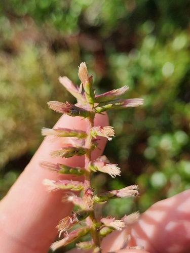 Image of Liatris provincialis by (c) Scott Allen Davis, some rights reserved (CC BY)
