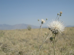 Cirsium coahuilense