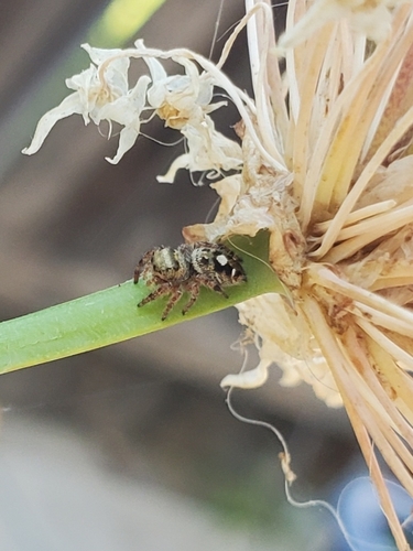 Bold Jumping Spider photographed in California