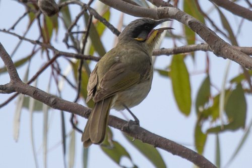 Purple-gaped Honeyeater (Lichenostomus cratitius), photo 6