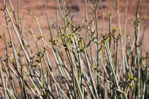 Euphorbia sarcostemmoides