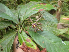 Ardisia cuspidata