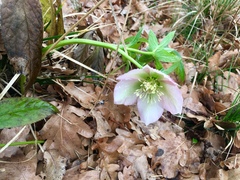 Helleborus dumetorum