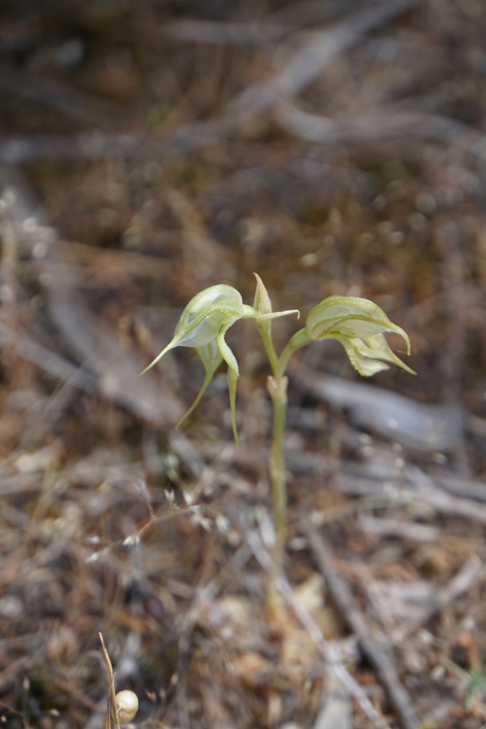 Pterostylis psammophilus