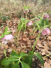 Helleborus dumetorum