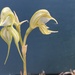 Pterostylis psammophilus - Photo (c) John Van Den Nouwelant, some rights reserved (CC BY), uploaded by John Van Den Nouwelant
