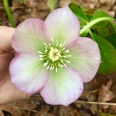 Helleborus dumetorum