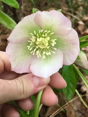 Helleborus dumetorum