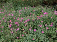 Cistus creticus eriocephalus