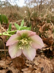 Helleborus dumetorum