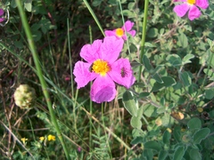 Cistus creticus eriocephalus