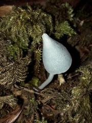 Entoloma canoconicum