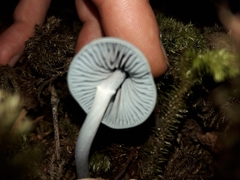 Entoloma canoconicum