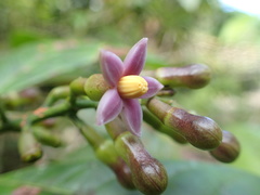 Ardisia cuspidata