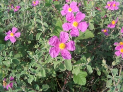 Cistus creticus eriocephalus