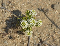 Menonvillea minima