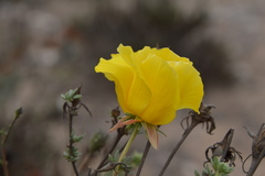 Balbisia peduncularis