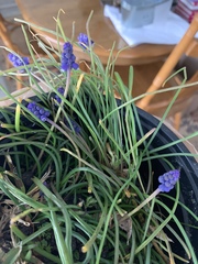 Muscari neglectum