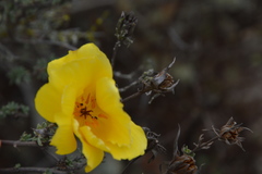 Balbisia peduncularis