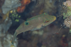 Canthigaster papua