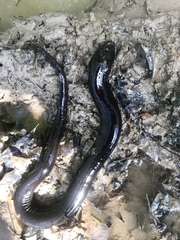 Amphiuma tridactylum