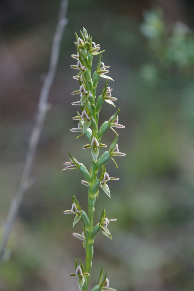 Prasophyllum fitzgeraldii