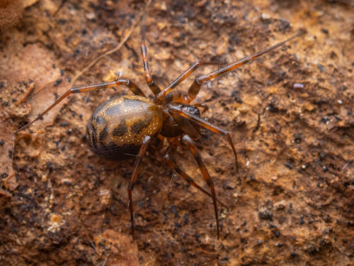 Lepthyphantes