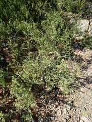 Caulanthus lasiophyllus