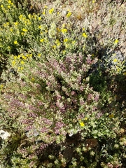 Lepidium lasiocarpum