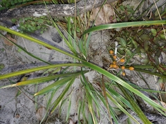 Libertia