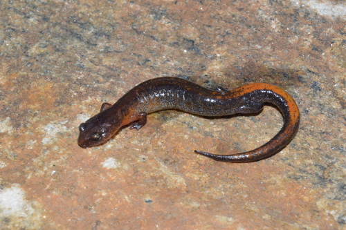 Webster's Salamander