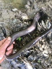 Amphiuma tridactylum