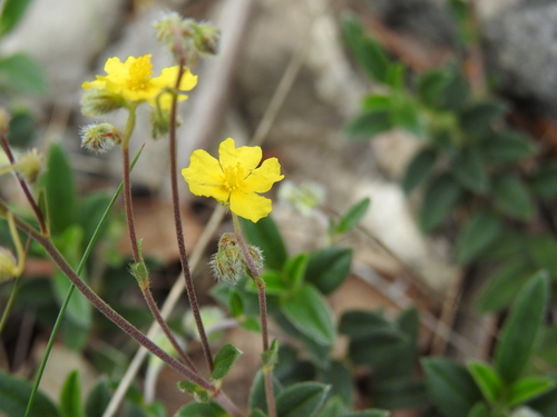 Image of Helianthemum canum by (c) Yves Bas, some rights reserved (CC BY)