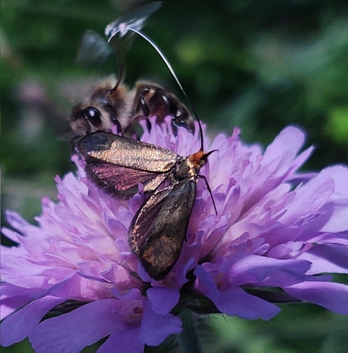 Nemophora metallica