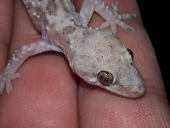 Hemidactylus turcicus