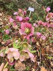 Helleborus purpurascens