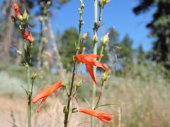 Penstemon labrosus