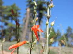 Penstemon labrosus