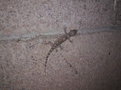 Hemidactylus turcicus