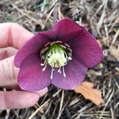 Helleborus purpurascens