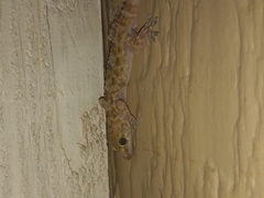 Hemidactylus turcicus